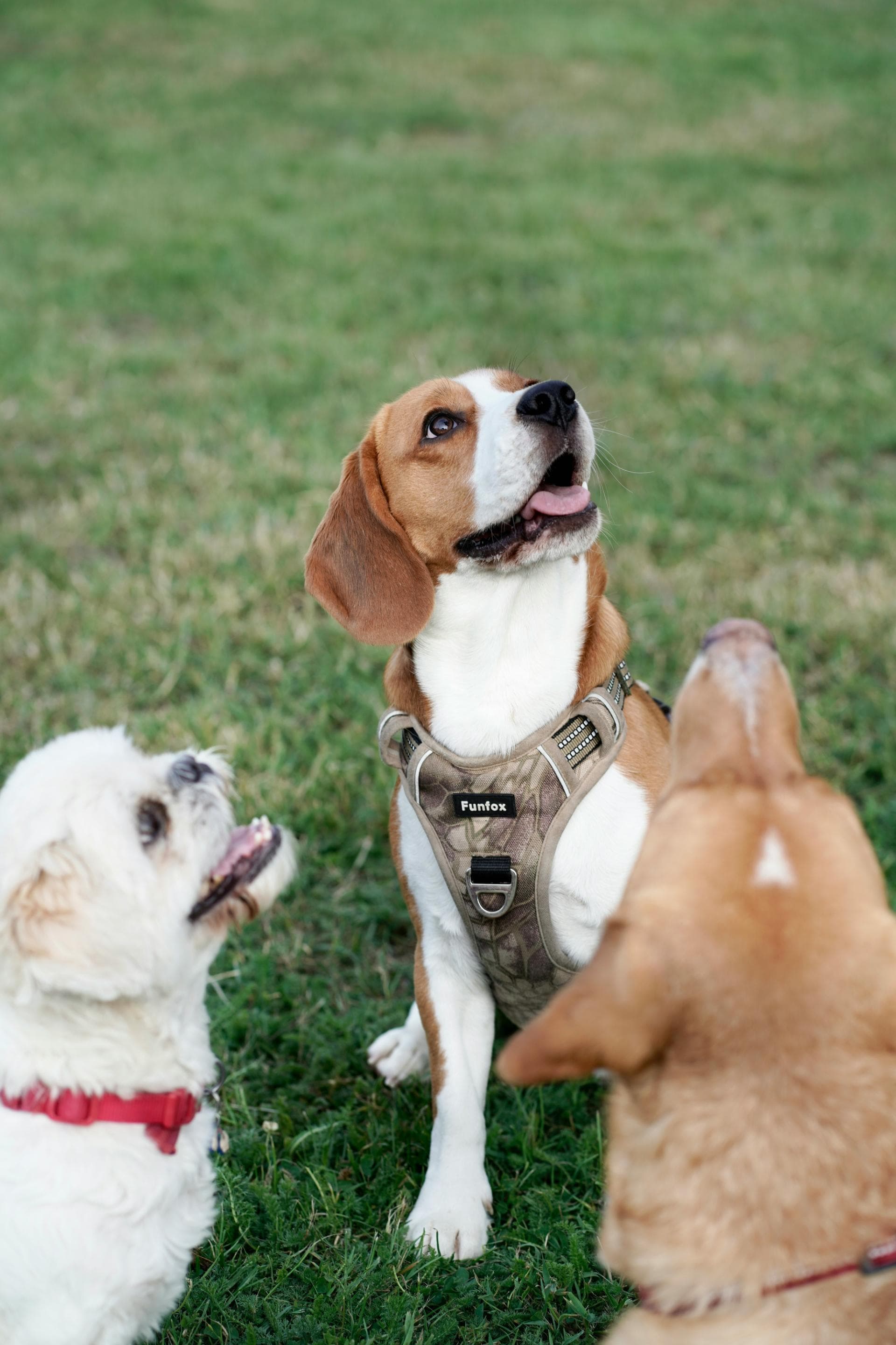 Pups At Play